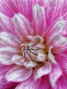 close-up of a partially opened bright pink and white coloured glowing dahlia