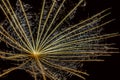 Macrophotography of a dandelion with dark background and water drops Royalty Free Stock Photo