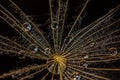 Macrophotography of a dandelion with dark background and water drops Royalty Free Stock Photo