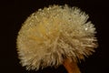 Macrophotography of a dandelion with dark background and water drops Royalty Free Stock Photo