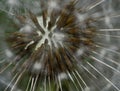 Dandelion seed head closeup Royalty Free Stock Photo