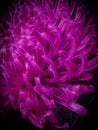 vividly glowing bright purple floral fantasy Royalty Free Stock Photo