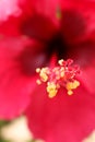 Detail of red hibiscus flower pollen Royalty Free Stock Photo