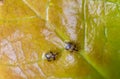 Macrophotography of Diaspididae insects on leaf vessel. Armored scale insects at home plants. Insects suck plant. Infested Royalty Free Stock Photo