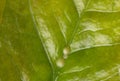 Macrophotography of Diaspididae insects on leaf vessel. Armored scale insects at home plants. Insects suck plant. Infested Royalty Free Stock Photo