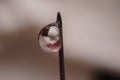 macrophotography of a drop of water attached to the tip of the syringe needle Royalty Free Stock Photo