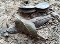 Macrophotography dry leaves, life cycle of our flora Royalty Free Stock Photo