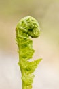 Fern fiddlehead closeup Royalty Free Stock Photo