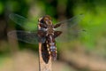 Macrophotography of flat blue dragonfly also called libellula depressa. Blurred bokeh