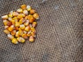 Macrophotography Golden corn grains maize lie on an old brown burlap. he collected corn grains are poured on burlap Royalty Free Stock Photo