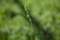 Macrophotography of a green spikelet of a cereal plant