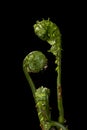 Family of fern fiddleheads Royalty Free Stock Photo