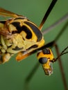 Long legs insect Royalty Free Stock Photo