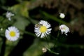 Hoverfly on daisy fleabane flower Royalty Free Stock Photo