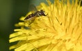 Hoverfly on dandelion closeup