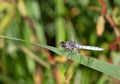 Macrophotography of a Libellula fulva