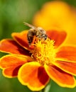 Macrophotography. Insects. The bee collects pollen