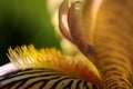 Macrophotography of iris flower Details of petals and stamens