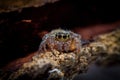 Macrophotography of jumping spider on a tree bark.