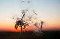 Dandelion seeds fly away from the flower at sunset Royalty Free Stock Photo