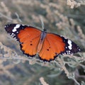 Macrophotography of a butterfly - Danaus chrysippus Royalty Free Stock Photo