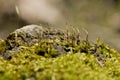 Moss seta closeup with blurred background