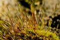 Moss spores closeup