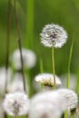 Macrophotography of multiple white dandelions Taraxacum officiale on the green and brown blurred background