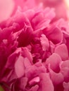 Macrophotography of the petals of the Medicinal Peony Paeonia officinalis. Medicinal peony close-up