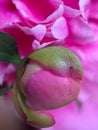 Macrophotography of the petals of the Medicinal Peony Paeonia officinalis. Medicinal peony close-up