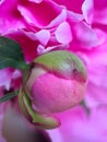 Macrophotography of the petals of the Medicinal Peony Paeonia officinalis. Medicinal peony close-up