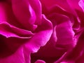 Macrophotography of the petals of the Medicinal Peony Paeonia officinalis. Medicinal peony close-up