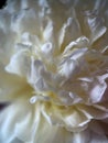 Macrophotography of the petals of the Medicinal Peony Paeonia officinalis. Medicinal peony close-up