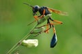 Wasp Royalty Free Stock Photo