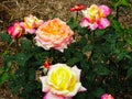 Macrophotography of pink color rose plants blooming in a garden