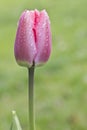 Pink tulip with water droplets Royalty Free Stock Photo