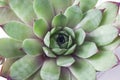 Macrophotography of plants of the Sempervivum family of the Big Sam series.