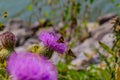 Two Polites peckius, the Peck`s skipper butterfly Royalty Free Stock Photo