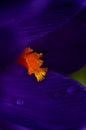 Macrophotography of purple crocus pistil