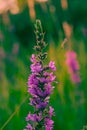 Macrophotography of purple flower, purple loosestrife, with smooth blur background