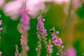 Macrophotography of purple flower with smooth blur background Royalty Free Stock Photo