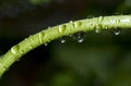 Rain drops on bent plant stem Royalty Free Stock Photo