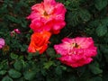 Macrophotography of red color rose plants blooming in a garden