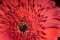 macrophotography of red gerbera flower petals