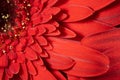 macrophotography of red gerbera flower petals