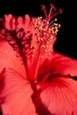 Details of the red hibiscus reveal the well-defined structures of a flower