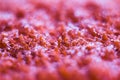 Macrophotography of a red towel with water droplets Royalty Free Stock Photo