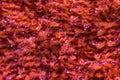 Macrophotography of a red towel with water droplets Royalty Free Stock Photo