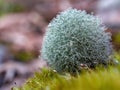 Macrophotography of reindeer lichen growing on a rock Royalty Free Stock Photo