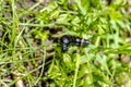 Berberomeloe majalis, the red-striped oil beetle. Royalty Free Stock Photo